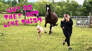 WHY Do Her HORSES Act Like This