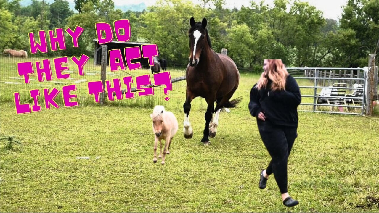 WHY Do Her HORSES Act Like This