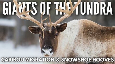 Caribou Migration & Snowshoe Hooves | Arctic Survivors