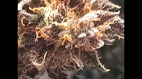 Mimosa Cake drying day 3