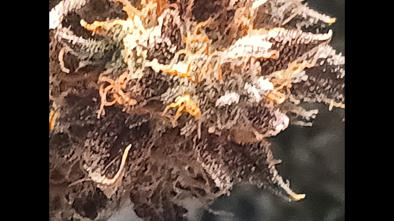 Mimosa Cake drying day 3