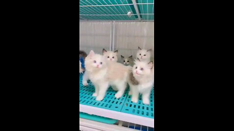 Cats berry cute plying🥰❤️