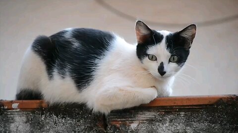 cat comadyi