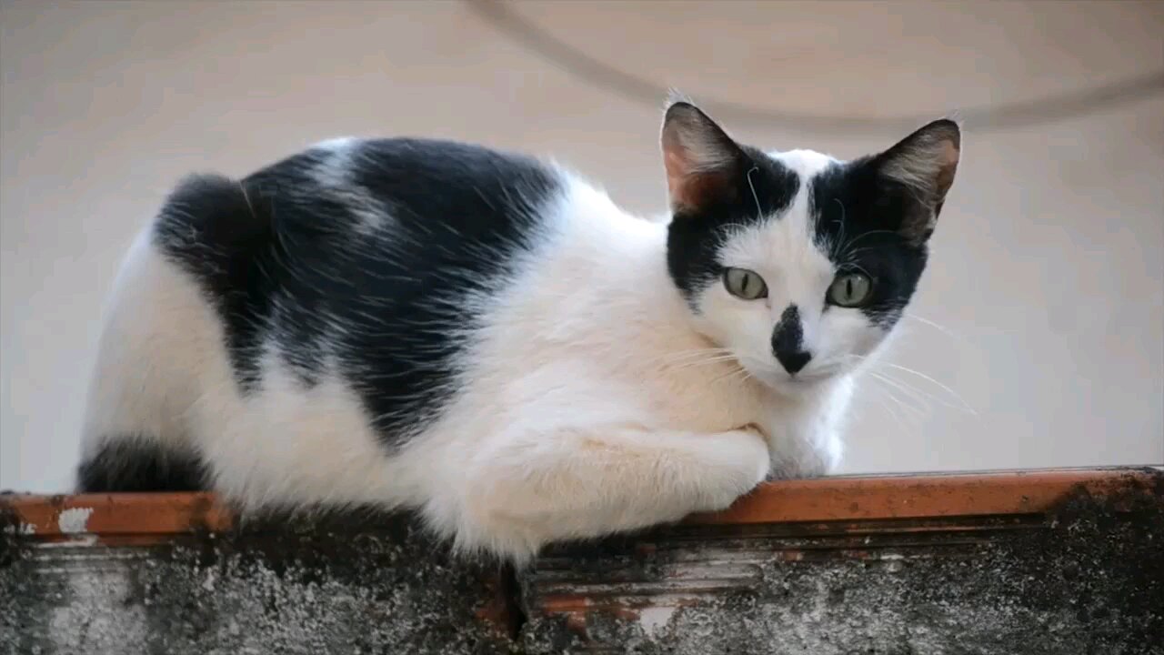 cat comadyi