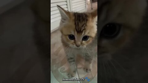 Funny Pet Frenzy! 🐾😂