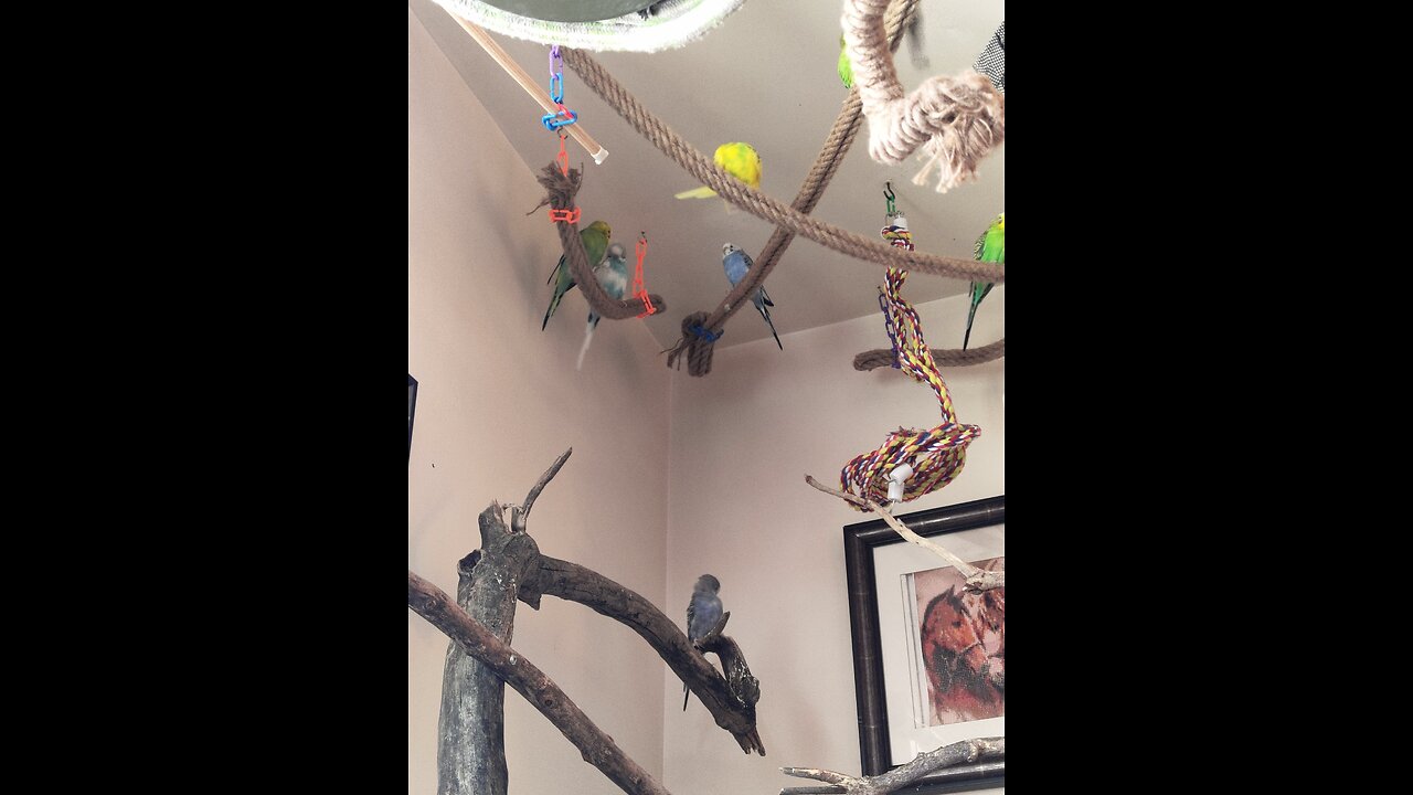 Connect with 9 Parakeets