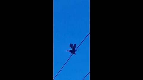 birds love fights caught in camera