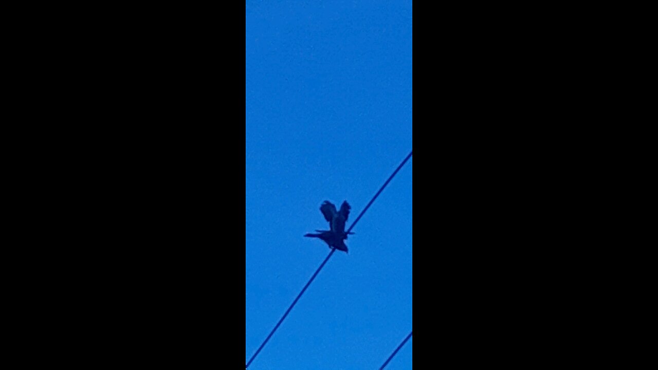 birds love fights caught in camera