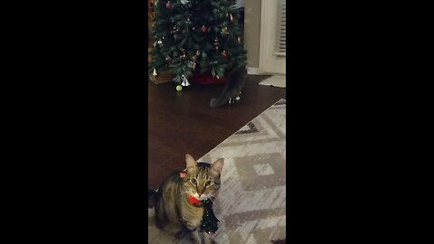 Cat taking with my cats