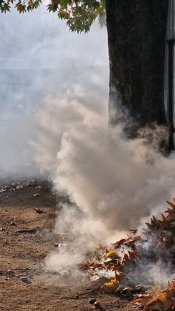 Do not Burn things Near Trees