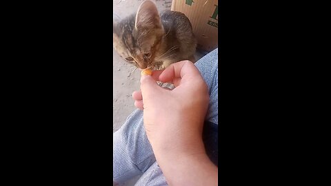 "She Actually Sat! 🐾 First Time Sit-Down Training With My Cat 😲🐱"