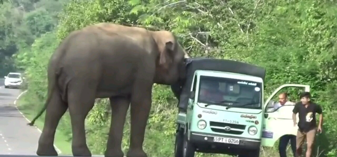 Elephant attacks truck on forest road.