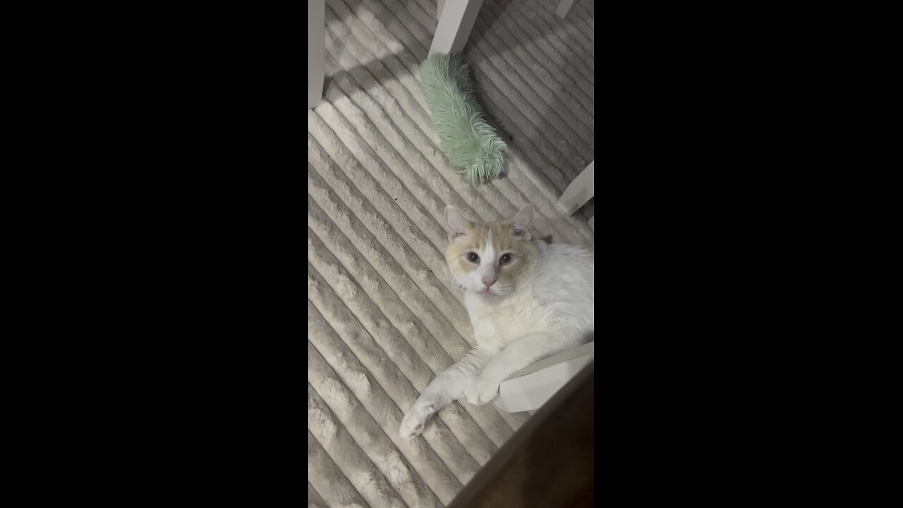 Jerry During The Tornado Warning🐈🌪️⚠️