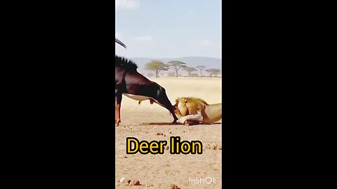 lion or deer fight #ew#video