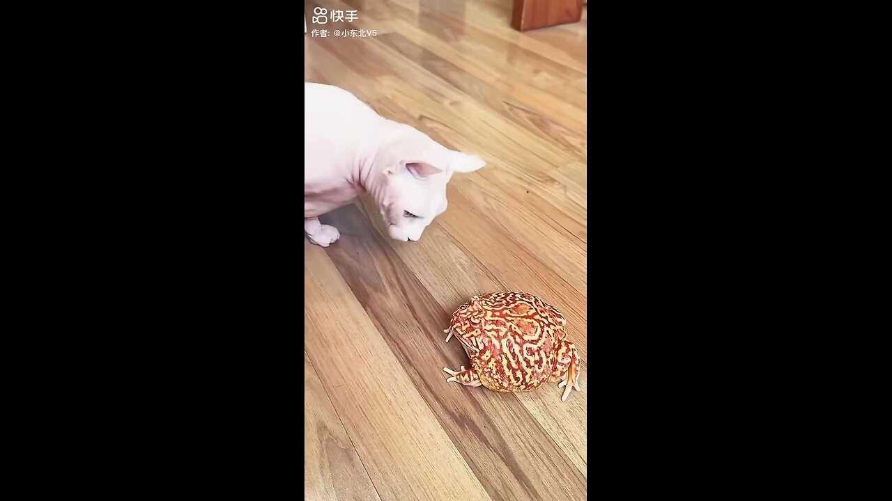 Funny cat