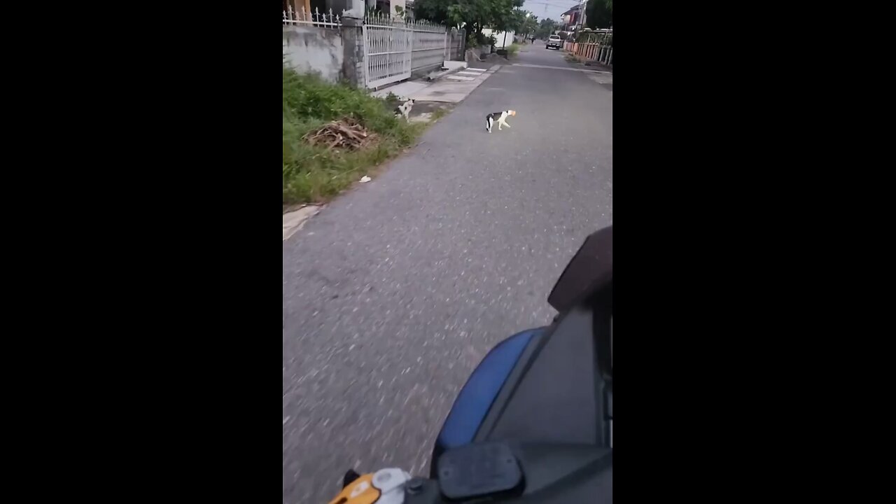 Saving a cat stuck in can