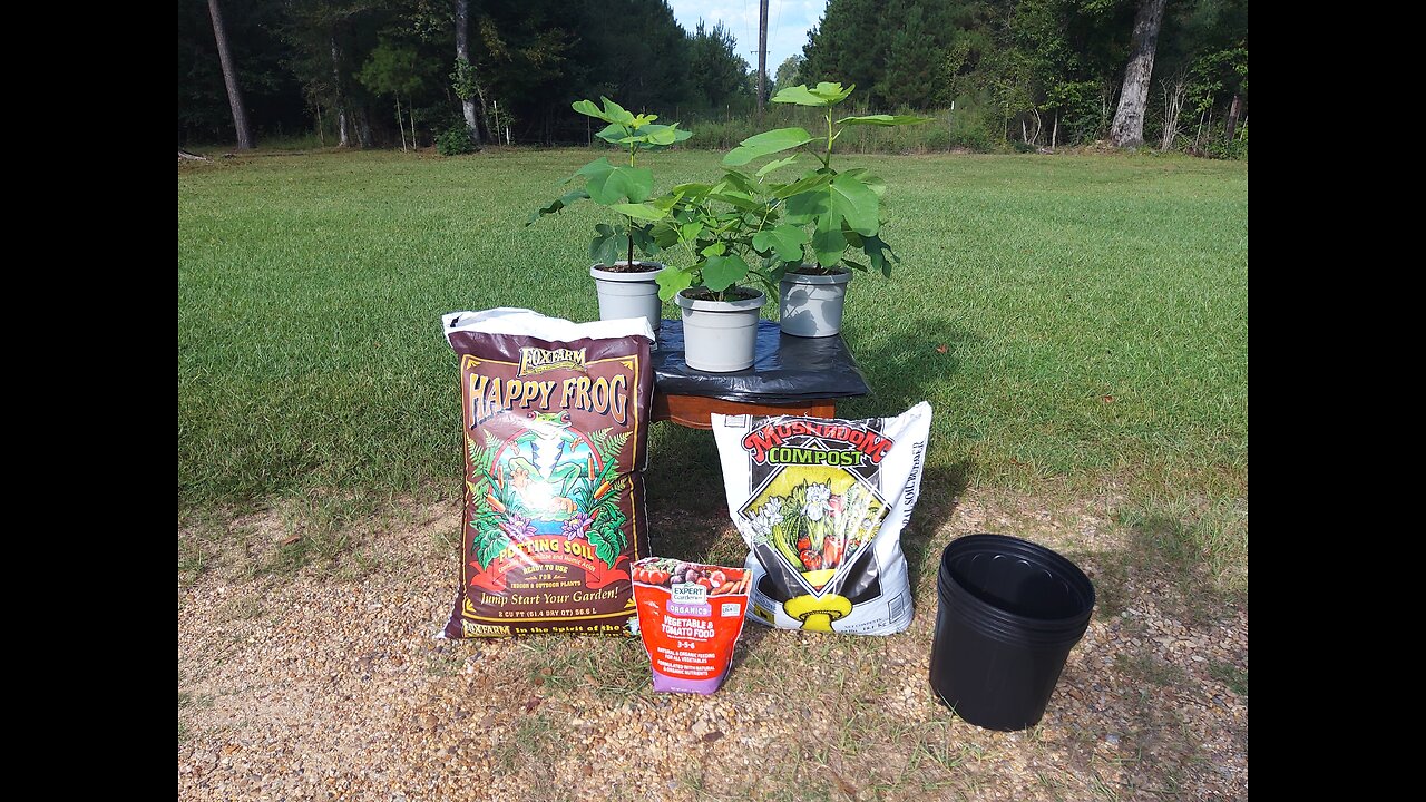 Potting Up Yolo Bypass Fig Trees 9/2/25