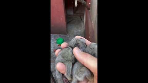 cute videos