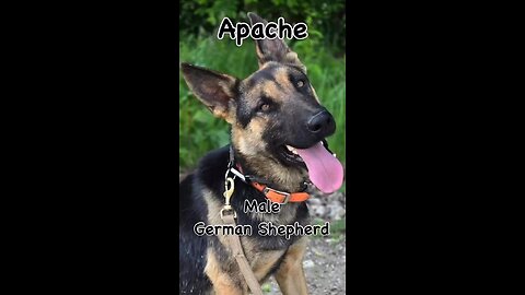 Apache, male German Shepherd