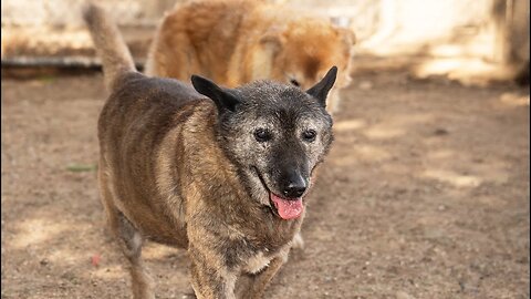 Watch as widowed dog comes alive when she realizes she's in love again!