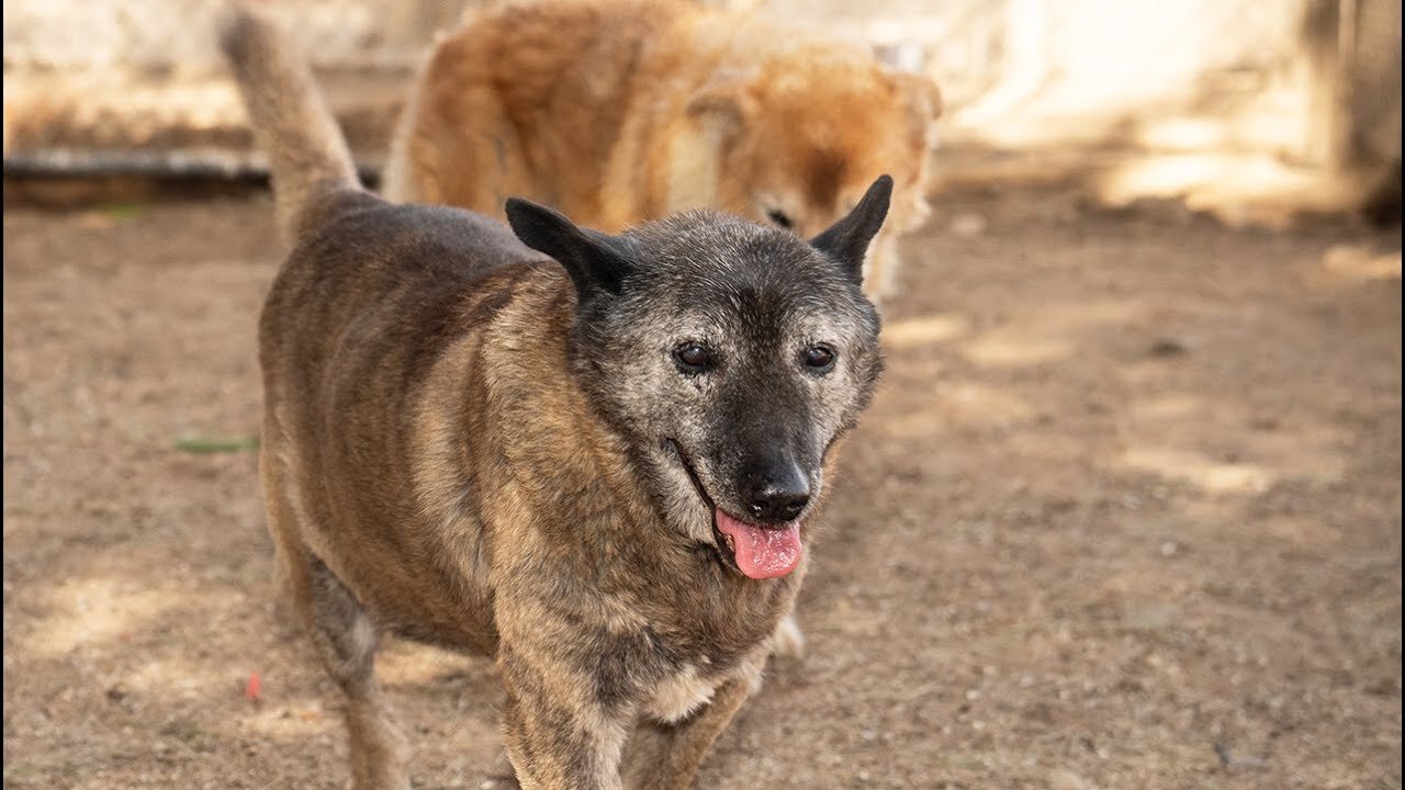 Watch as widowed dog comes alive when she realizes she's in love again!