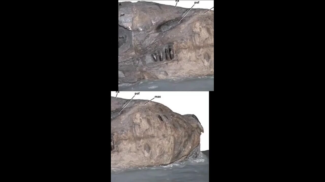 dragón 🐲🐉 petrificado