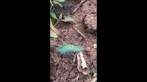 What IS This? Weird Creature Caught on My Family Farm! (PART 2)