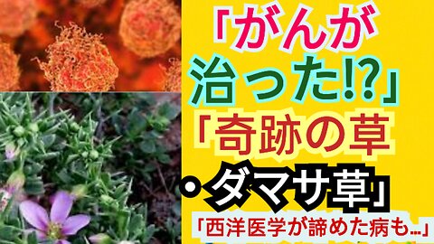 🍀 #がんも治る？奇跡の薬草「ダマサ草」の驚きの効果とは｜自然療法で末期がんも改善