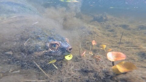 Snapping Turtle