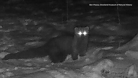 Predator "Fisher" that's not been seen in Ohio for over 100 yrs suddenly caught on camera ~ Daily Mail 12.18.25