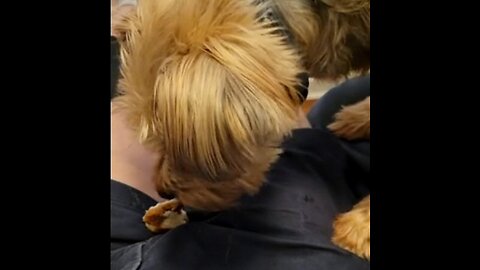 Crotch Pocket! Batman buries his food in my crotch #funnydogs #yorkie