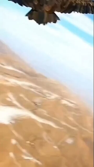 Love All Life Always #362 - Soar Today And Every Day. You Are God's Creation Of Beauty And Power...