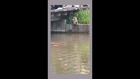 The Hunter Cat