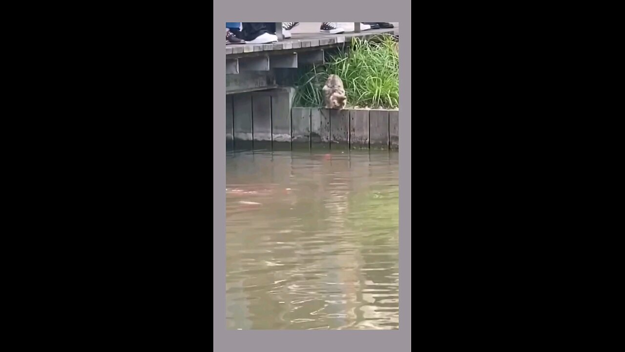 The Hunter Cat
