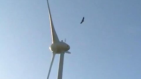 "Tragic Impact of Wind Turbines on Birdlife: A Compilation of Heartbreaking Cases"