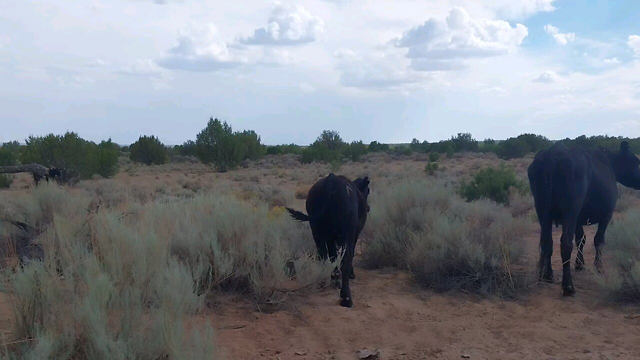 Black Angus neighbors