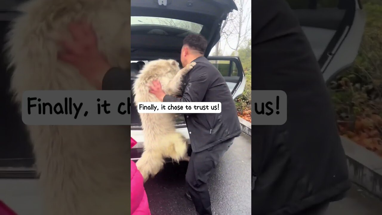 The dog came to the mans car asking for help and he took her with him