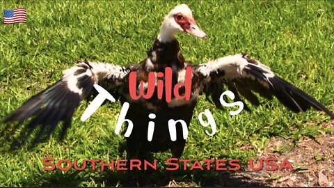 Southern Wildlife