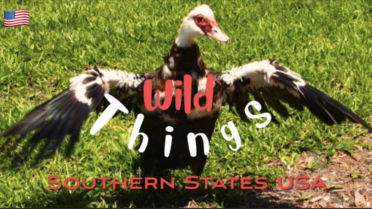 Southern Wildlife