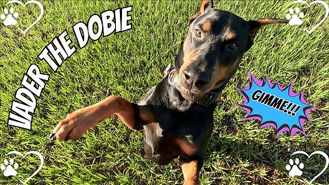 Doberman’s Stick Jump Showdown!