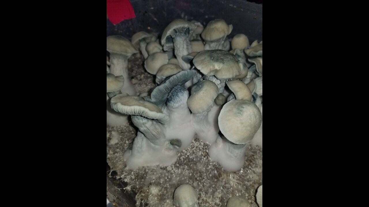Mycology Mondays #98 Albino Genetic verification Harvest