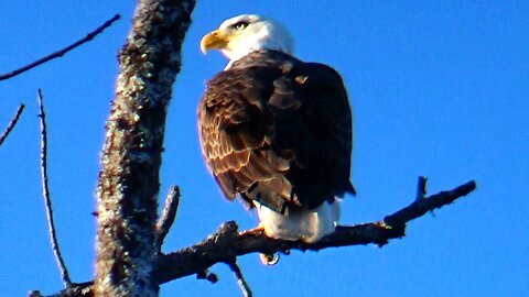 Bald Eagle