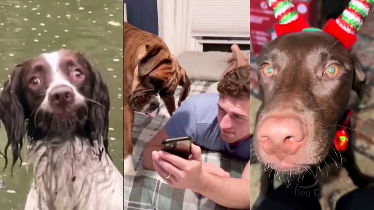 funny: Get a Dog They Said It Will Be Fun They Said