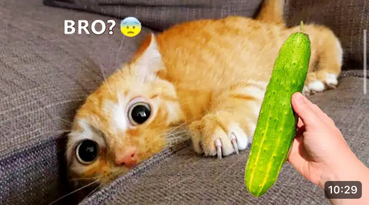 Silliest CATS on Earth 😂 Funny Cats Videos 2023