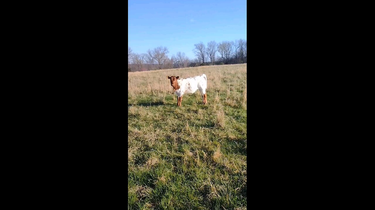 We found a new baby calf this morning. 🥰 Baby calf cuteness!