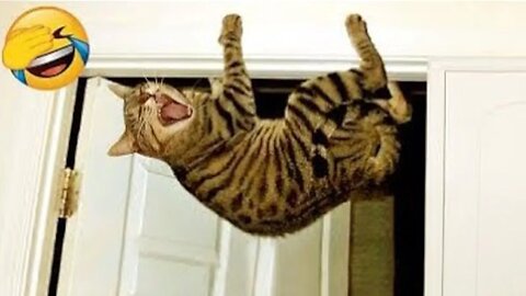 When you adopt a cat from the hood 😂
