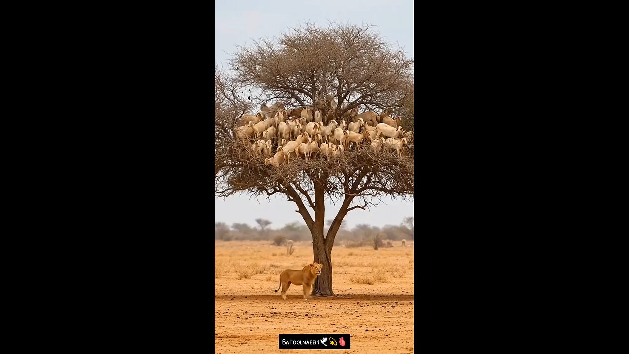 #foryoupage#viralvideo