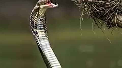 Mother Kingfisher Risks It All to Save Her Chicks from Giant Cobra