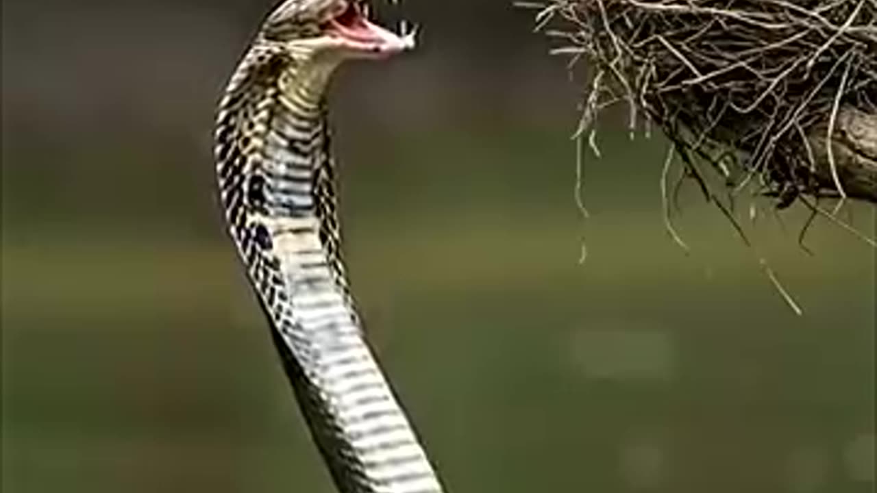 Mother Kingfisher Risks It All to Save Her Chicks from Giant Cobra