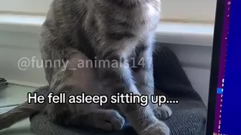😹 "Cats Being Funny & Naughty | Try Not to Laugh Challenge for Cat Lovers"